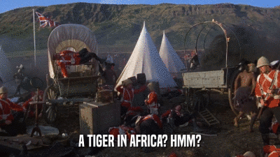 African Tiger Hmm GIF