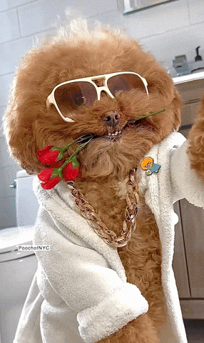 Afro Haired Puppy Wearing Shades GIF