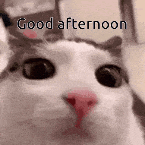Afternoon Cat Gif GIF