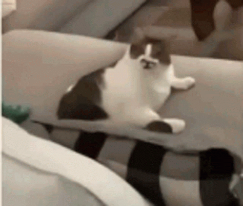 Aggressive Cat Licking Itself GIF