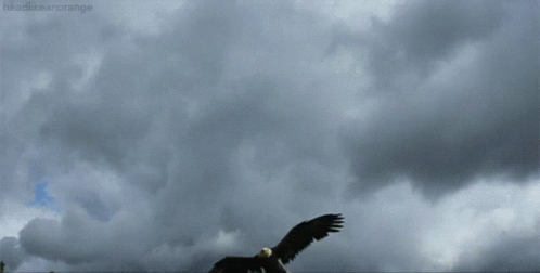 Aggressive Eagle Capturing GIF