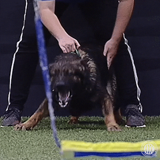 Aggressive German Shepherd GIF