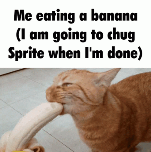 Aggressively Eating Banana Cat Meme GIF