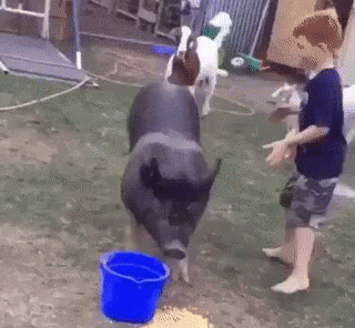 Agriculture Animals Cowboy Pig GIF