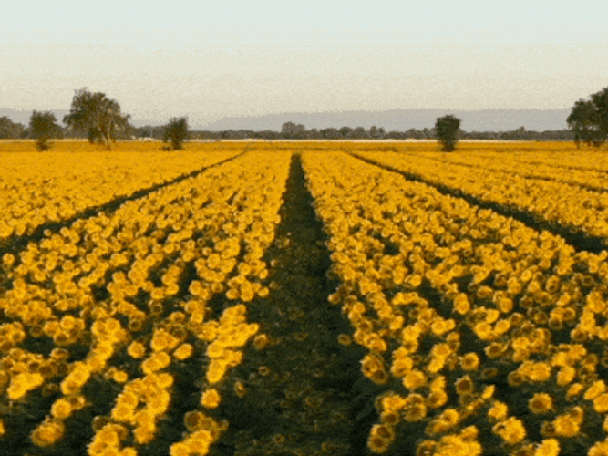 Agriculture California Sunflower Farm GIF 