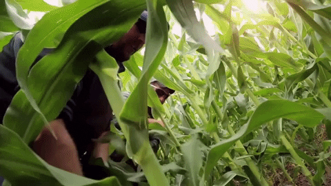 Agriculture Corn Seed Field GIF