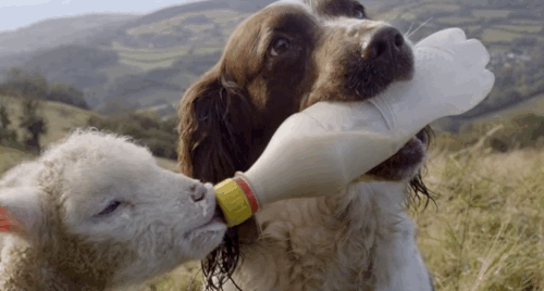 Agriculture Feeding Animals GIF