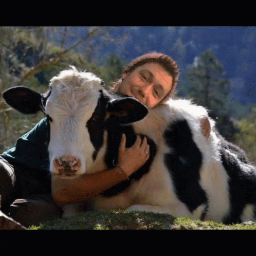 Agriculture Funny Cow Cuddle GIF