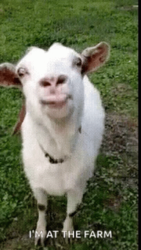 Agriculture Funny Goat Lick GIF