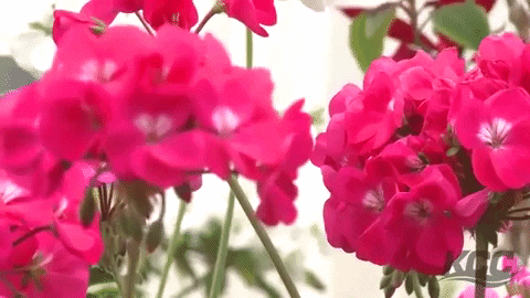 Agriculture Geranium Pink Flowers GIF