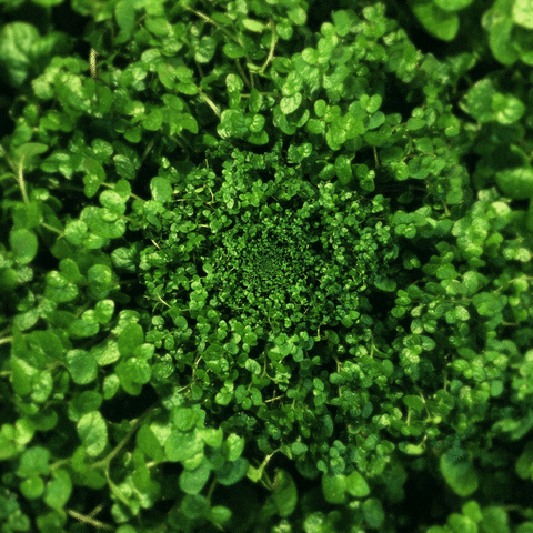 Agriculture Loop Amazon Forest GIF