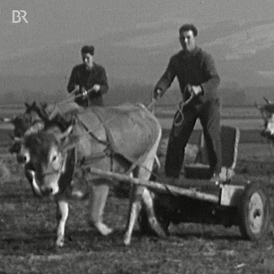 Agriculture Ox Running Race GIF