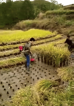 Agriculture Portable Rice Cutting Harvester GIF