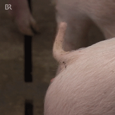 Agriculture Shaking Pig Tail GIF