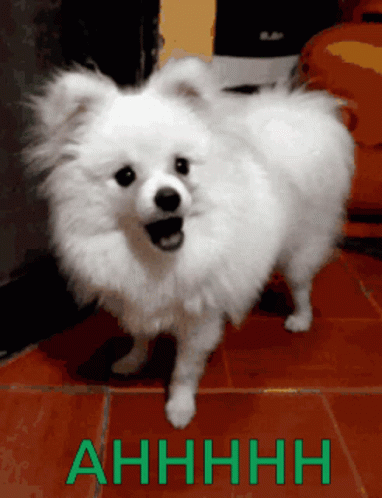 Ahhhh Chihuahua Dog GIF