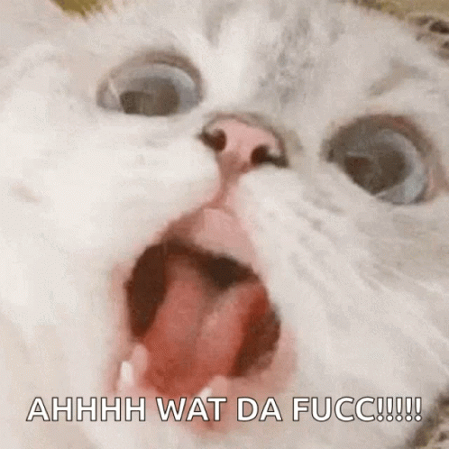 Ahhhh 498 X 498 Gif GIF