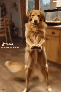 Ai Dog Ai Dog Dance Gif GIF
