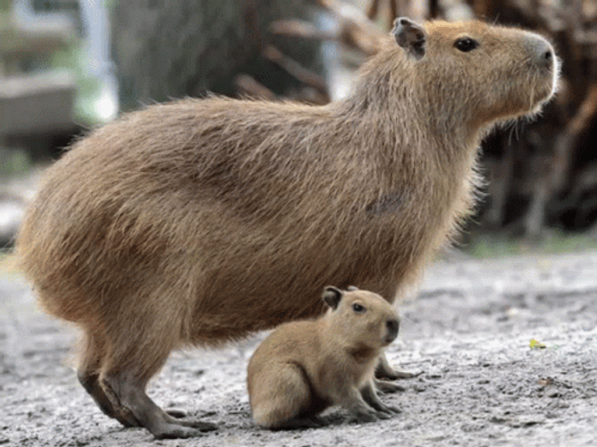 Capybara Gif File 20508kb GIF