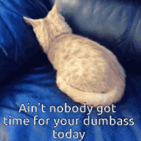 Ain't Nobody Got Time For That Cat Shy GIF