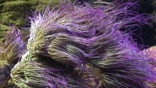 Aiptasia Sea Plant GIF