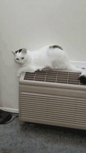 Air Conditioning White Cat GIF
