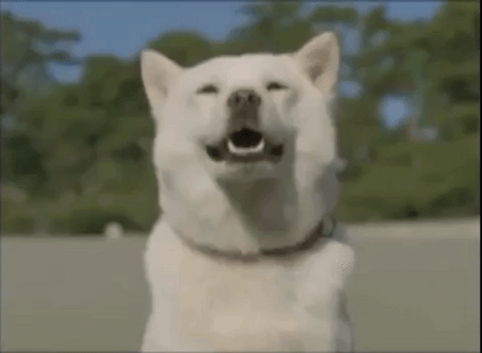 Akita Dog Smile Enjoying Sunny Day GIF
