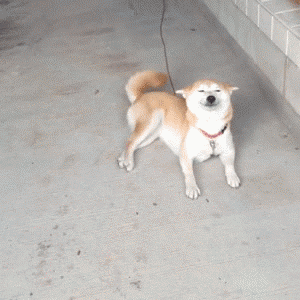 Akita Dog Smiling GIF
