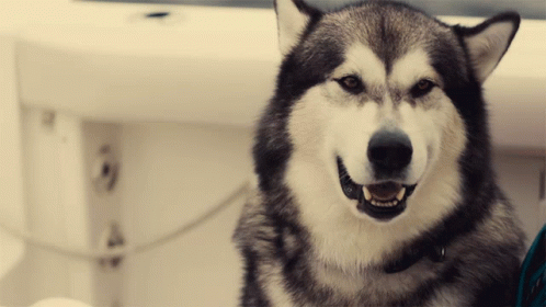 Alaskan Malamute Dog Barking Boat GIF