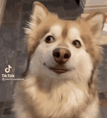 Alaskan Malamute Looking Around GIF