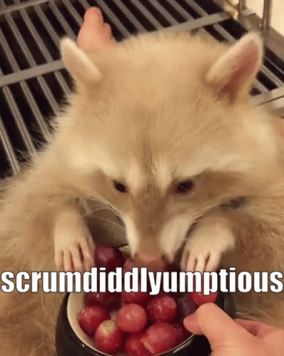 Albino Raccoon Eats Grapes So Full GIF