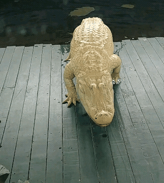 Albino White Crocodile GIF