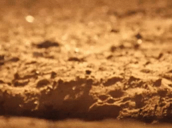 Alert Meerkat Peeking Outside GIF