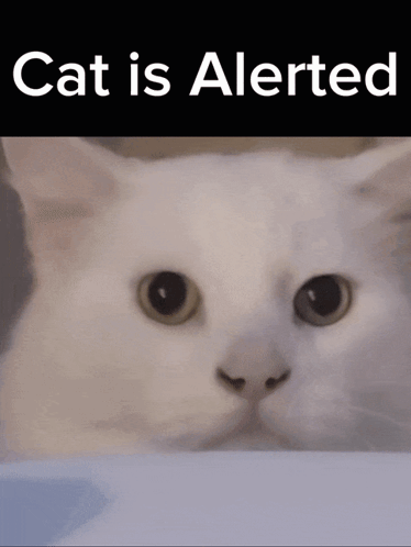 Alerted White Cat
