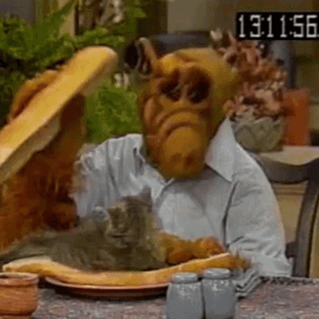 Alf Cat Sandwich Gif GIF