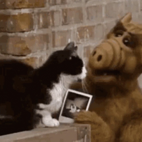 Alf From The Muppet Show Is Holding A Picture Of A Cat And Petting It . GIF