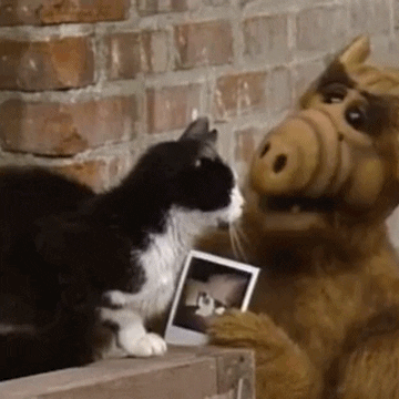 Alf Stalking Cat American Classic Sitcom GIF
