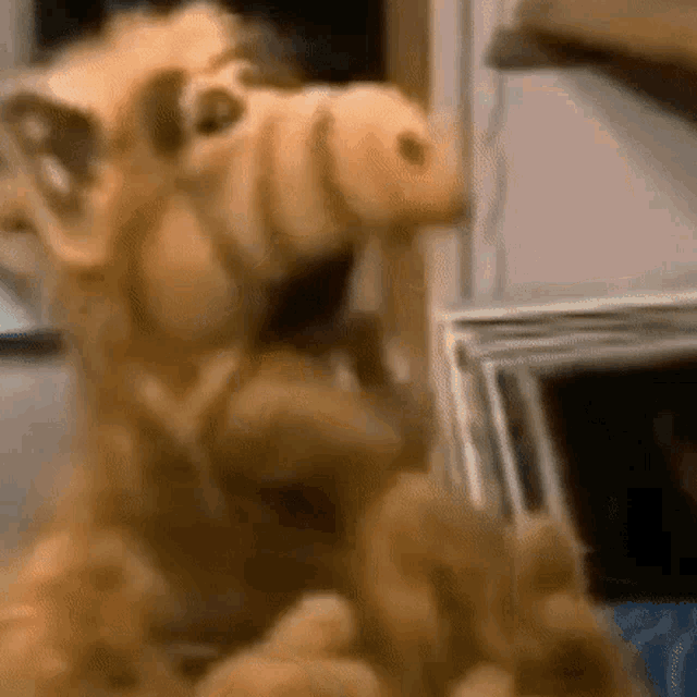 Alfing Alf Gif GIF