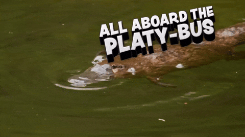 All Aboard Platybus Platypus GIF