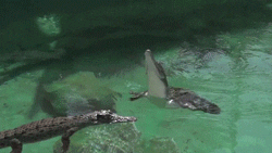 Alligator Jumping From The Water GIF