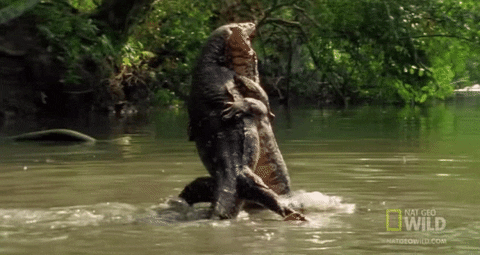 Alligator 480 X 255 Gif GIF