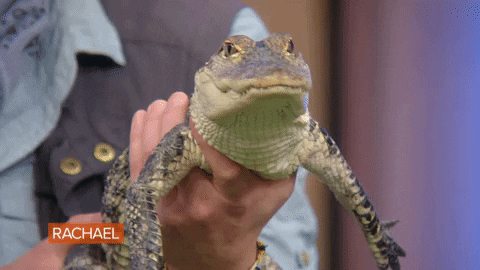Man Holding Baby Alligator GIF