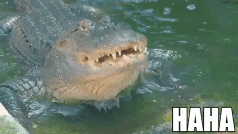 Alligator On Water Laughing Haha GIF