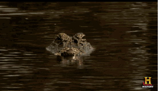 Alligator Silently Swimming On Water GIF