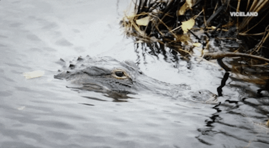Alligator GIF
