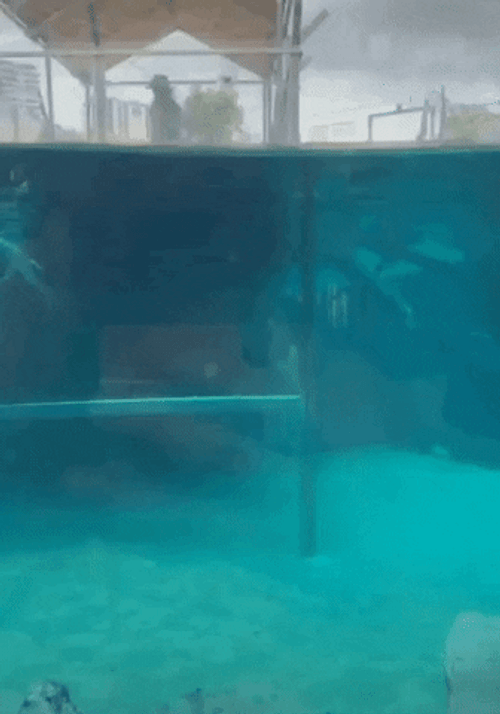 Alligator Frozen In Water GIF