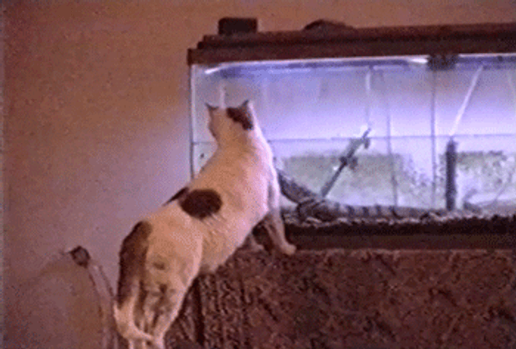 Alligator In Aquarium Scares Cat GIF