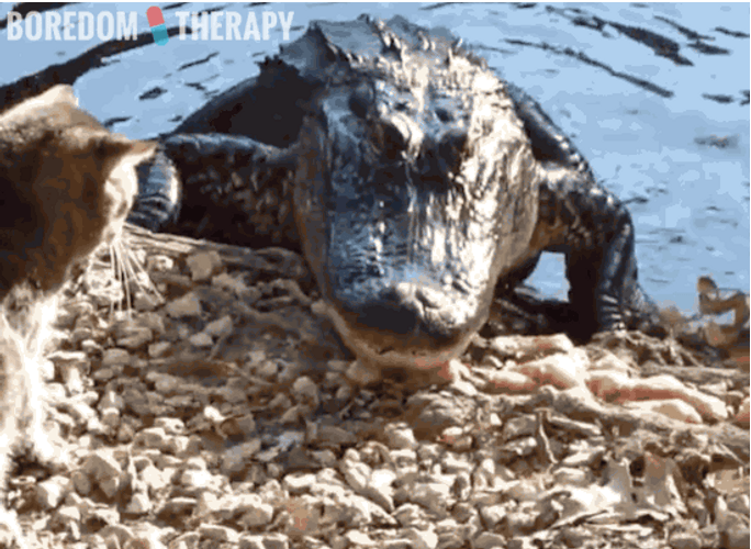 Alligator GIF