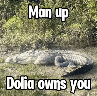 Alligator Laying in Grass Saying Man Up Dolia Owns You
