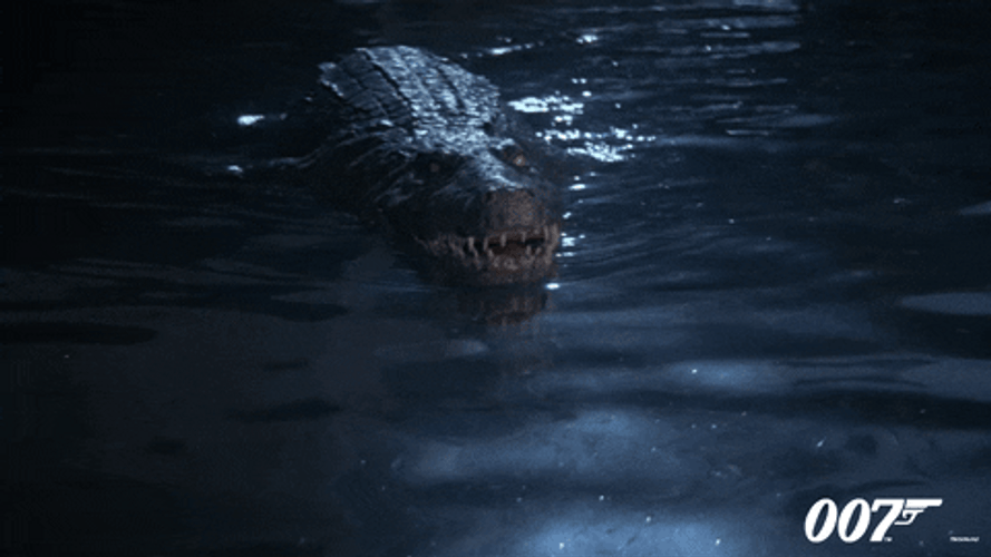 Alligator GIF
