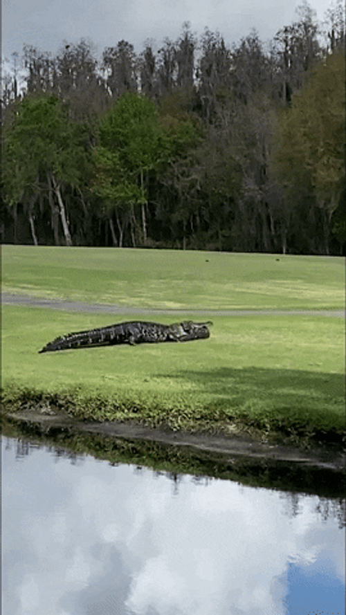 Alligator Slowly Crawling On Land GIF